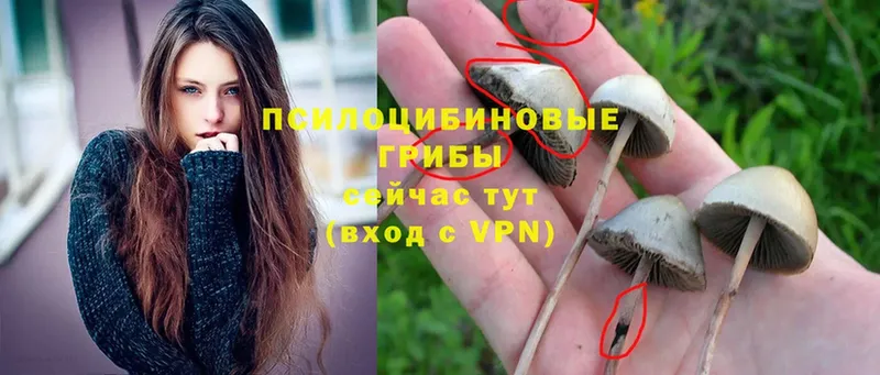 Псилоцибиновые грибы Cubensis  Невельск 